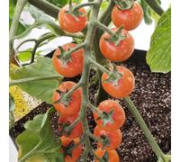 semi di pomodoro biologici vecchie varietà, balcone resistenti da appartamento esotiche fresche rare 450pcs
