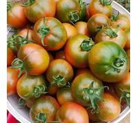 semi di pomodoro biologici vecchie varietà, fresche di esotiche estremamente resistenti 300pcs