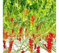 semi di pomodoro biologici vecchie varietà, per resistenti da interno fresche, 500pcs