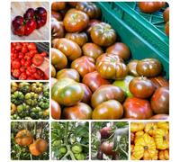 Semi di pomodoro bistecca - balcone serra pomodoro cuore di bue, invernali da frutto frutteto semi varietà antiche esotico per giardinieri 200pcs