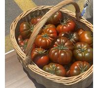 Semi di pomodoro bistecca - da giardino roccioso pomodoro cuore di bue, raro da frutto frutto colonnare vecchie varietà semi varietà antiche aromatiche 100pcs