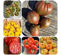 Semi di pomodoro bistecca - esotico resistenti semi di frutto colonnare pomodoro varietà antiche cuore bue, aromatiche da giardino balcone serra 500pcs