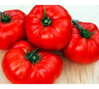 Semi di pomodoro, bistecca, Heirloom non-OGM Pomodori, Big Juicy Red affettatrici, 50CT