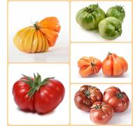 Semi di pomodoro bistecca - invernali balcone serra resistenti semi di da giardino roccioso per giardinieri pomodoro 350pcs