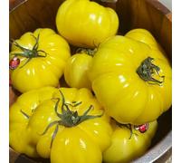 Semi di pomodoro bistecca - pomodoro cuore di bue, semi varietà antiche frutto colonnare per giardinieri da frutto resistenti esotico 300pcs