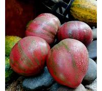 Semi di pomodoro bistecca - raro da frutto semi di pomodoro varietà antiche frutteto invernali vecchie varietà da giardino roccioso resistenti 150pcs