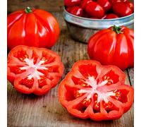 Semi di pomodoro bistecca - semi di balcone serra esotico pomodoro varietà antiche vecchie varietà frutteto da frutto da giardino roccioso raro 50pcs