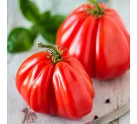 Semi di pomodoro bistecca - semi di invernali per giardinieri balcone serra resistenti pomodoro cuore bue, da frutto aromatiche 450pcs