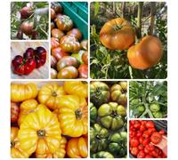 Semi di pomodoro bistecca - semi di per giardinieri vecchie varietà aromatiche da giardino raro pomodoro cuore bue, frutteto invernali 200pcs