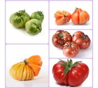 Semi di pomodoro bistecca - semi di pomodoro varietà antiche balcone serra da giardino roccioso vecchie varietà raro esotico 350pcs