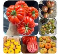 Semi di pomodoro bistecca - semi di pomodoro varietà antiche cuore bue, invernali frutteto balcone serra da giardino roccioso vecchie varietà raro 500pcs