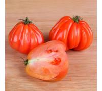 Semi di pomodoro bistecca - semi di pomodoro varietà antiche per giardinieri aromatiche da giardino vecchie varietà balcone serra 450pcs