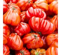 Semi di pomodoro bistecca, semi vecchie varietà Pomodoro bistecca, semi di vecchie varietà di balcone 300pcs