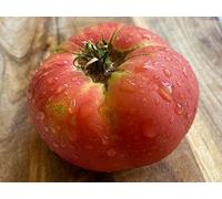 Semi di Pomodoro Brandywine Rosa, Varietà Heirloom 100+ Semi, Frutti 450-900g