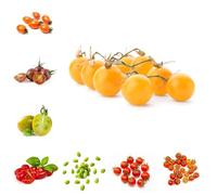 Semi di pomodoro ciliegino, semi da frutto nani resistenti vecchie varietà da balcone resistenti per il giardino pomodorini per balcone 30pcs