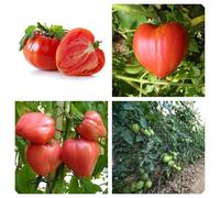Semi di Pomodoro Cuore di Bue, Varietà Semi-Tardiva, Frutti Grandi a Forma di Cuore 200 pezzi
