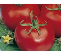 Semi di Pomodoro Di Tre Bordo 50 Semi Orto Verdura