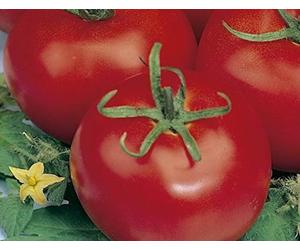 Semi di Pomodoro Di Tre Bordo 50 Semi Orto Verdura