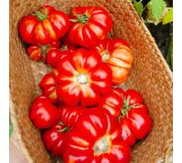 Semi di pomodoro esterno - biologici varietà antiche resistenti tappezzanti tradizionali interno balcone 500pcs