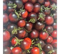 Semi di pomodoro - giardino sul balcone semi di balcone con resistenti biologico resistenti per giardini rocciosi vecchie varietà 450pcs