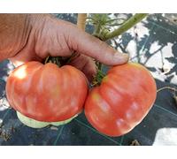 Semi di Pomodoro gigante '' Belmonte '' ~ 5 Qualità superiore - Extra rare - Dolce - Arrampicata