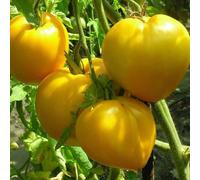 Semi di pomodoro gigante giallo 109 pezzi, semi di verdure deliziosi, piante da orto e bonsai per la casa e il giardino, marchio Sow Right