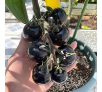 semi di pomodoro - interno antiche varietà di d'appartamento esotiche resistenti in vaso giardino interno rare in vaso 850pcs