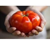 Semi di pomodoro "Red Juicy Giant" / 50 semi/Pomodoro gigante/Semi di ortaggi/Autosufficiente