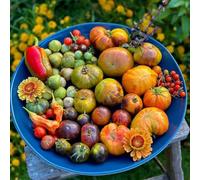 semi di pomodoro, resistente resistenti in vaso decorazione esterna rare antiche varietà orticole rampicanti giardino roccioso 700pcs