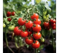 semi di pomodoro riverdimento dei tetti decorazione ufficio selvatici Letti elevati per il giardino del balcone semi 250pcs