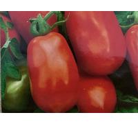 Semi di Pomodoro Roma 50 Semi Orto Verdura