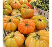 semi di pomodoro semi di perenne resistenti giardino selvatico del balcone estremamente resistenti 50pcs