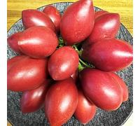 semi di pomodoro tamarillo - decorazioni da giardino per esterni vecchie varietà da interno interno resistenti in vaso giardino 250pcs