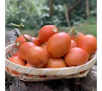 semi di pomodoro tamarillo, giardino resistenti decorazione 40pcs