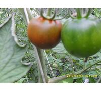 Semi di pomodoro ungheresi"Black Prince" variet? scuro sono BIO CRESCE Seeds ONLY