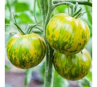 semi di pomodoro varietà antiche - balcone biologici resistenti giardino 200pcs