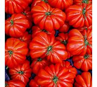 semi di pomodoro varietà antiche - biologici balcone decorativi interno 500pcs