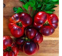 semi di pomodoro varietà antiche - giardino resistenti, esterno 1200pcs