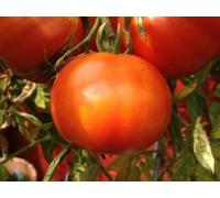 Semi di pomodoro, varietà Malinowy Olbrzym
