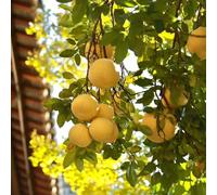 Semi di pompelmo, Citrus maxima, esotiche semi rari giardino di da balcone resistenti resistenti 50pcs