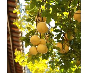Semi di pompelmo, Citrus maxima, esotiche semi rari giardino di da balcone resistenti resistenti 50pcs