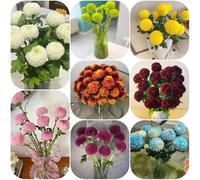 Semi di pompon mamma da balcone d'appartamento esotico semi di arredamento del soggiorno resistenti per giardini rocciosi come bomboniera organico 150pcs