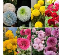 Semi di Pompon Mamma - resistenti per giardino resistenti perenni perenni semi di 50pz