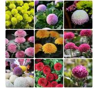 Semi di Pompon Mamma - semi di crisantemo prados - Serie Raras Pompon Mamma giardino 100pz
