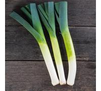 Semi di porro resistenti - per il giardino di selvatici, varietà antiche, invernali, 250pcs