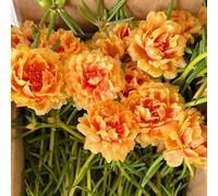 Semi di portulaca - biologici Portulaca grandiflora - le da giardino roccioso sono resistenti decorazione del giardino per esterno 120pcs