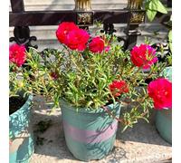 Semi di portulaca - da balcone resistenti Portulaca grandiflora - da giardino le sono resistenti semi di esotiche di campo 600pcs