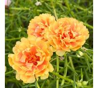 Semi di portulaca, da balcone resistenti Portulaca grandiflora, resistenti all'esterno semi di d'appartamento esotiche 500pcs