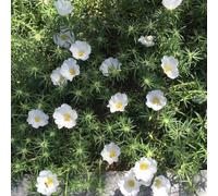 Semi di portulaca, da giardino Portulaca grandiflora, semi di d'appartamento rustiche per balconi 400pcs