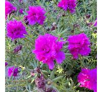 Semi di portulaca - da giardino resistenti Portulaca grandiflora - da giardino roccioso sono resistenti 400pcs